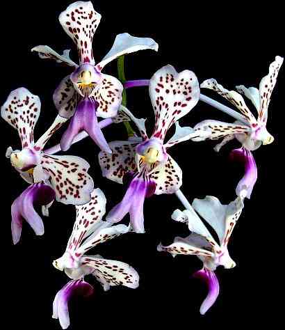 Vanda tricolor